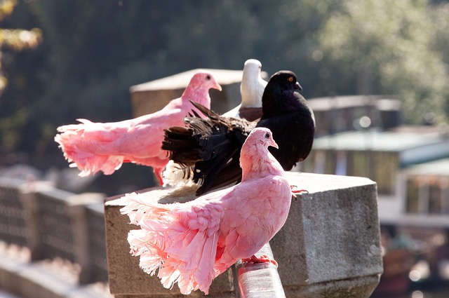 有趣，斯图尔特在活塞队打森林狼队被逐出场后的举动是底特律风格.
